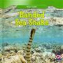Banded Sea Snake (Killer Snakes)
