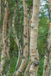 Beautiful Birch Trees in a Forest in the Spring Sweden Journal: 150 Page Lined Notebook/Diary