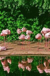 Pink Flamingo Journal: 150 page lined notebook/diary/journal