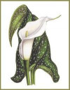 Notebook Calla Lily: Blank journal. 150 pages, Soft cover, A4+ (21.59 x 27.94 cm) 8, 5 x 11 inch