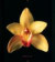 Orchids Address Book (Stay in Touch)