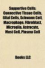 Supportive Cells: Connective Tissue Cells, Glial Cells, Schwann Cell, Macrophage, Fibroblast, Microglia, Astrocyte, Mast Cell, Plasma Cell