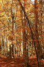A View of Orange Leaves in the Woods in the Fall Journal: 150 Page Lined Notebook/Diary