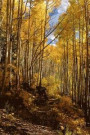 An Autumn Walk Through a Golden Aspen Forest in Colorado USA Journal: 150 Page Lined Notebook/Diary