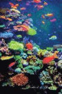 Coral Reef &; Tropical Fish Workbook of Affirmations Coral Reef &; Tropical Fish Workbook of Affirmations