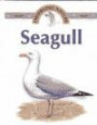 Seagull (Observing Nature)