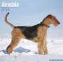 Airedale Calendar - Dog Breed Calendars - 2017 - 2018 wall Calendars - 16 Month by Avonside