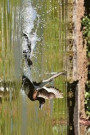 Tufted Duck Taking Flight From a Pond Journal: Take Notes, Write Down Memories in this 150 Page Lined Journal