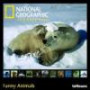 National Geographic Funny Animals. Broschürenkalender
