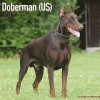 Doberman Calendar 2017 (US) - Doberman Pinscher - Dog Breed Calendars - 2016 - 2017 wall calendars - 16 Month by Avonside