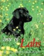 Love of Labs: The Ultimate Tribute to Labrador Retrievers (Petlife Library)