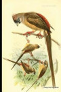 Vintage Bird Print Journal: Red-Backed Mousebird, 6 X 9 Vintage Bird Decor Print Journal - [lined Journal]