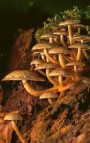 Notebook: Mushroom Toadstool Fungi Fungus Mushrooms 5 x 8 150 Ruled Pages