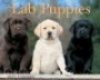 Just Lab Puppies 2005 Calendar