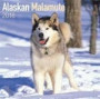 Alaskan Malamute Calendar - Dog Breed Calendars - 2017 - 2018 wall Calendars - 16 Month by Avonside