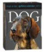 Dog 2012 Gallery Calendar (Page a Day Gallery Calendar)