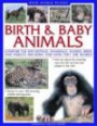 Wild Animal Planet: Birth and Baby Animals: Compare the way reptiles, mammals, sharks, birds and insects are born, find out about the amazing way new life survives and adapts in the wild