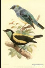 Vintage Bird Print Journal: Golden-Naped Tanager (Orange-Naped), Straw-Backed Tanager (Nominate), 6 X 9 Vintage Bird Decor Print Journal - [lined