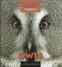 Owls (Animals, Animals)